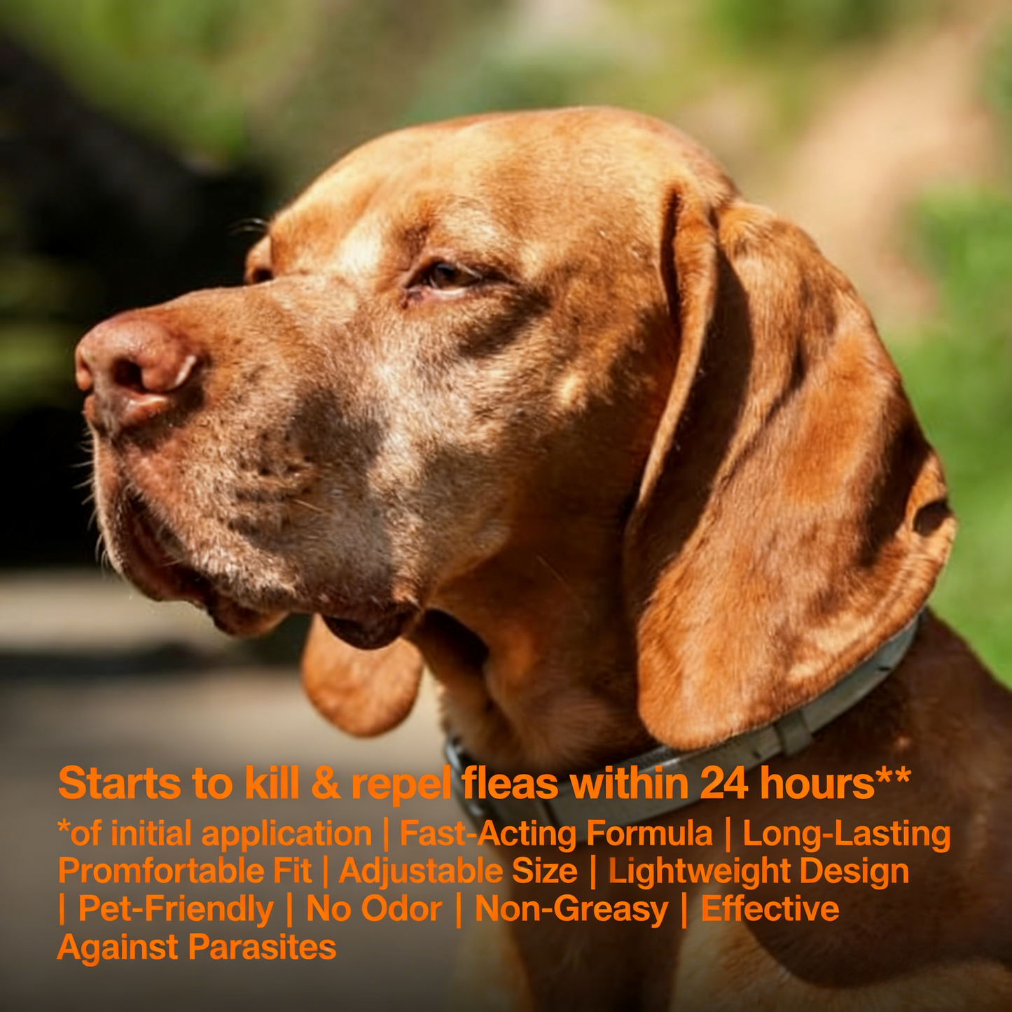 8-Month Flea & Tick Protection Collar for Dogs (18 lbs+)