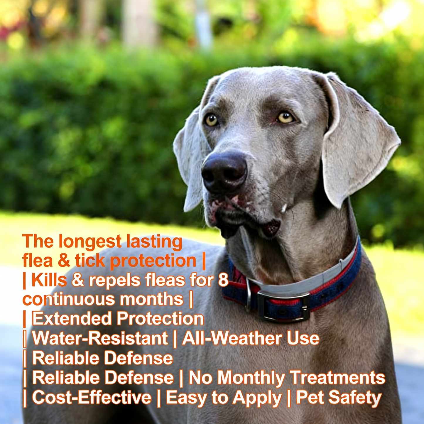 8-Month Flea & Tick Protection Collar for Dogs (18 lbs+)
